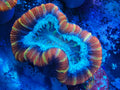 red trachy