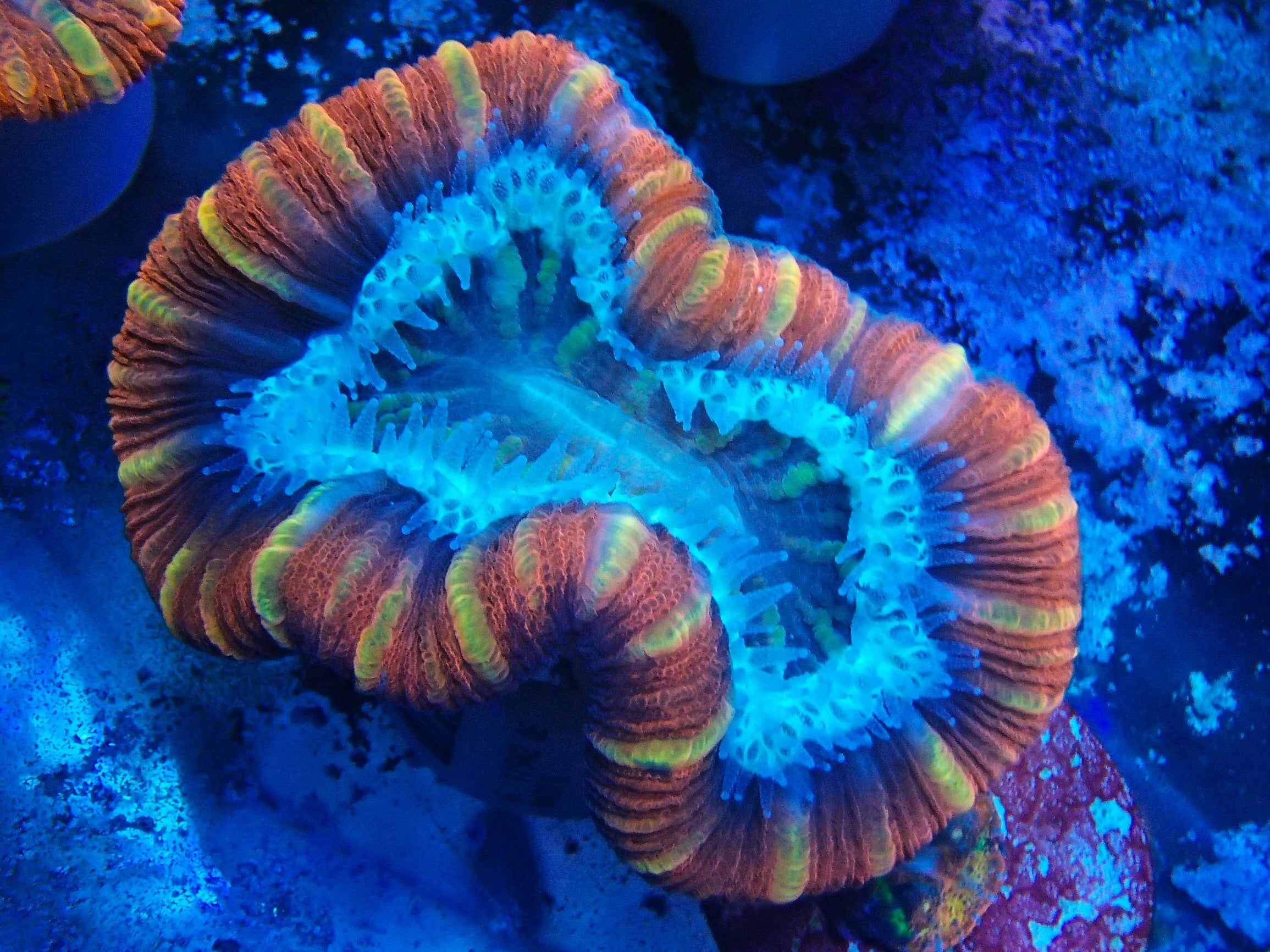 red trachy