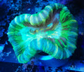 green trachy