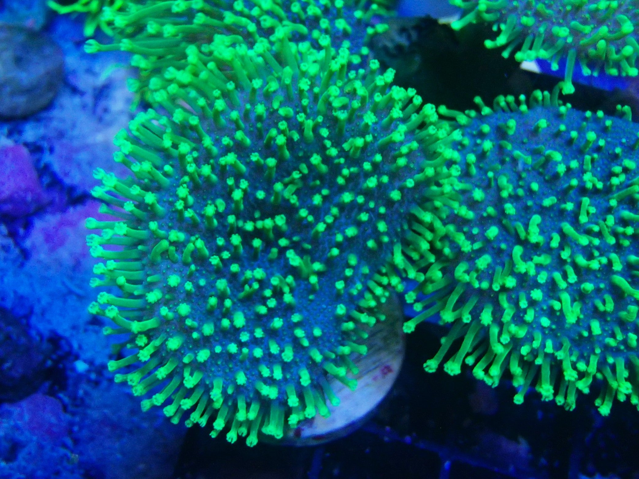 neon green polyp toadstool