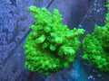 green slimer acropora