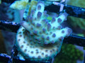 ora pearlberry acropora