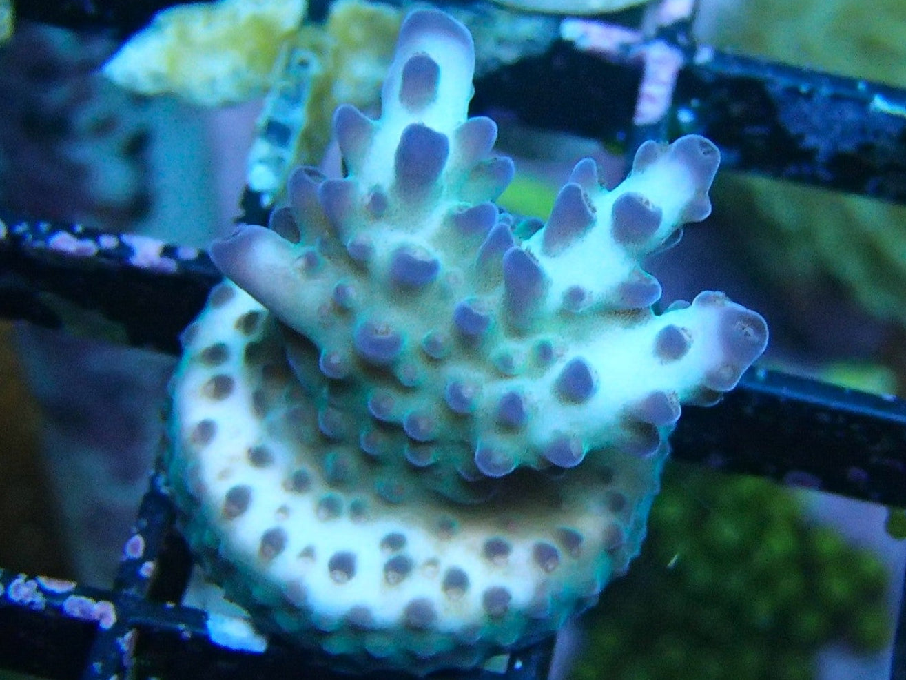 ora pearlberry acropora