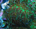 wwc cyclops galaxia