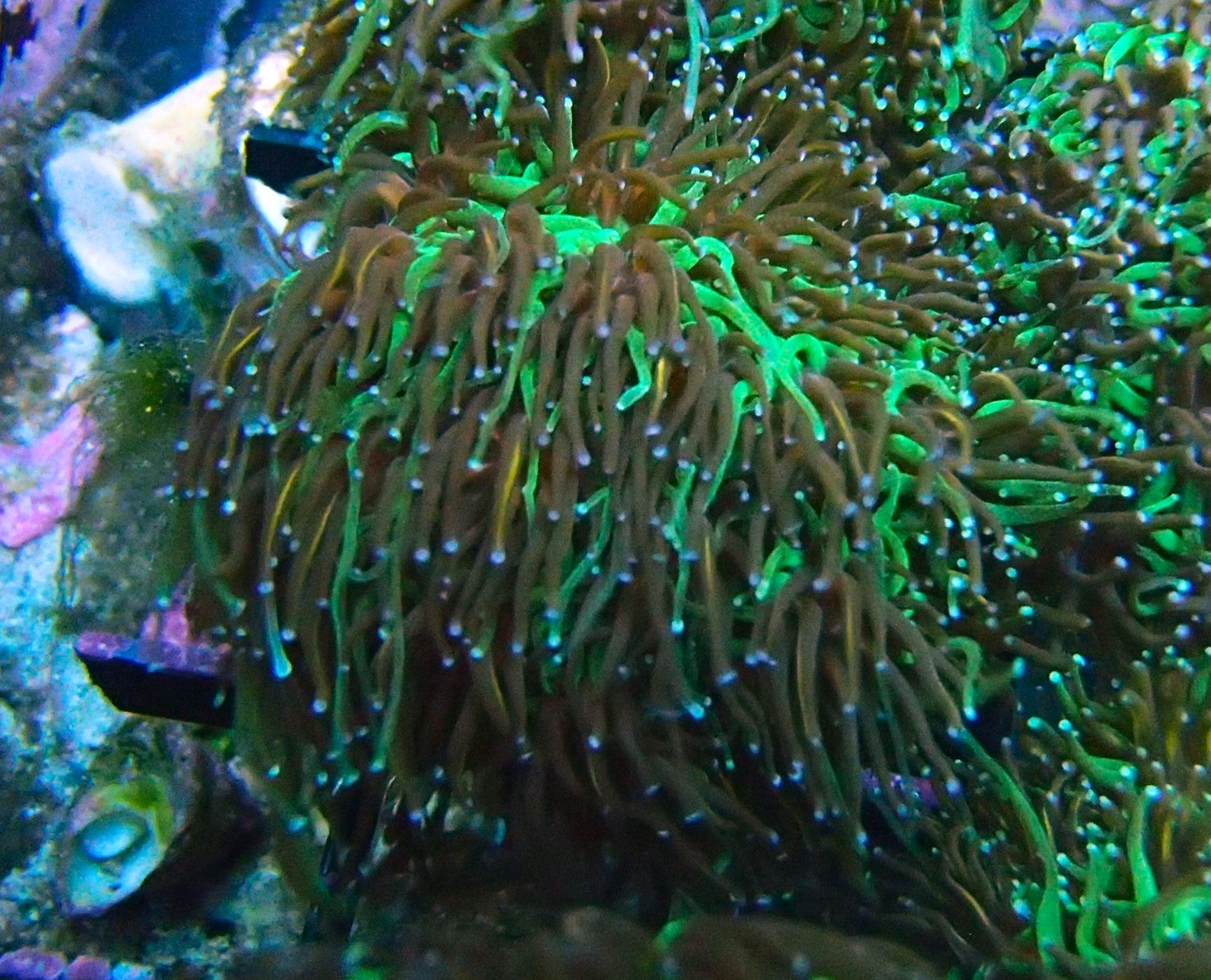 wwc cyclops galaxia