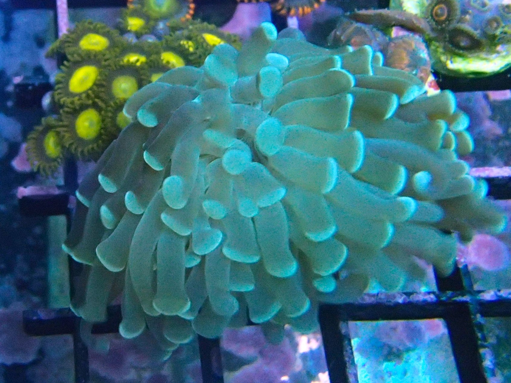teal hammer