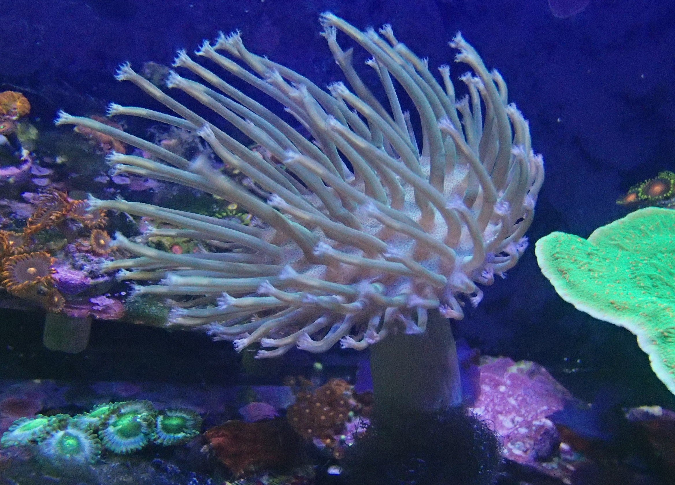long polyp toadstool