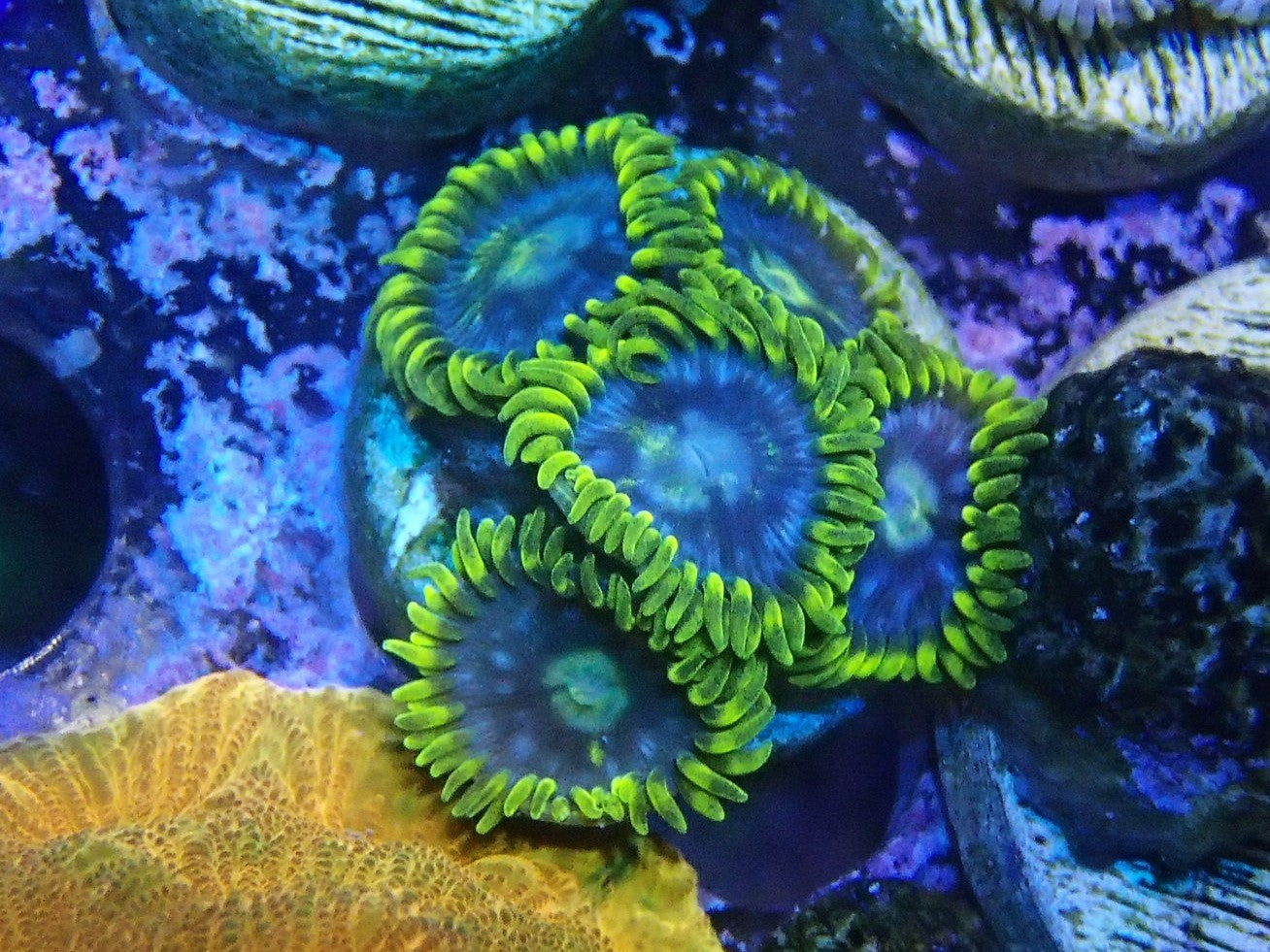 blueberry pie