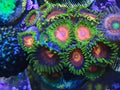zoanthid mix