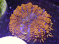 orange rhodactis
