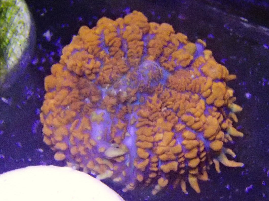 orange rhodactis