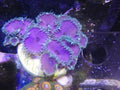 purple death paly