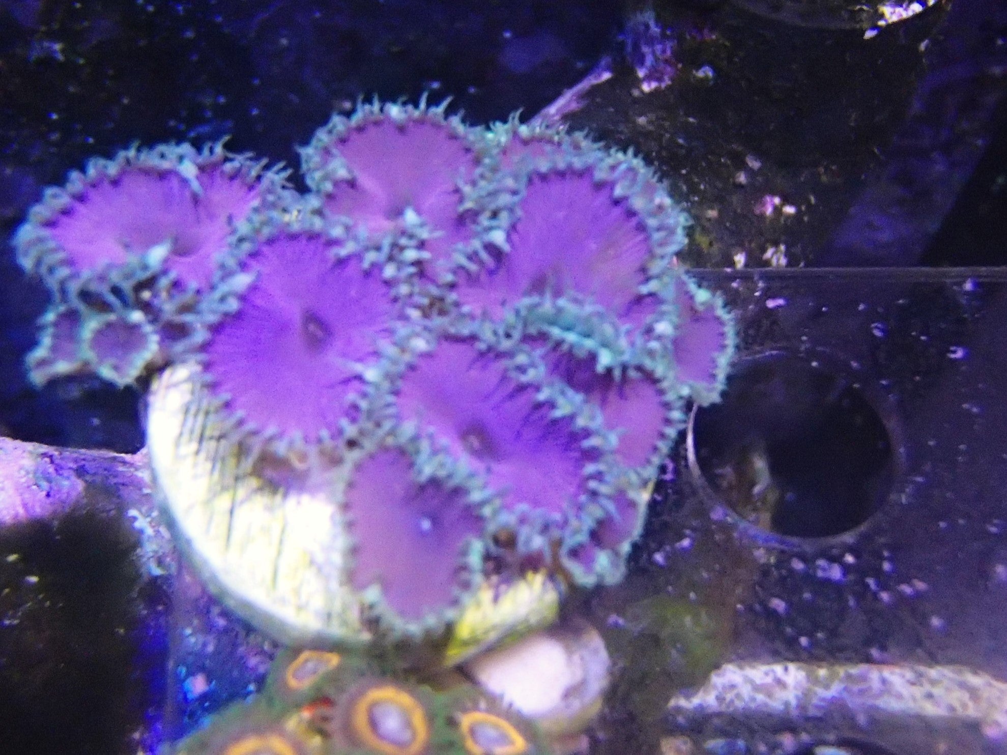 purple death paly