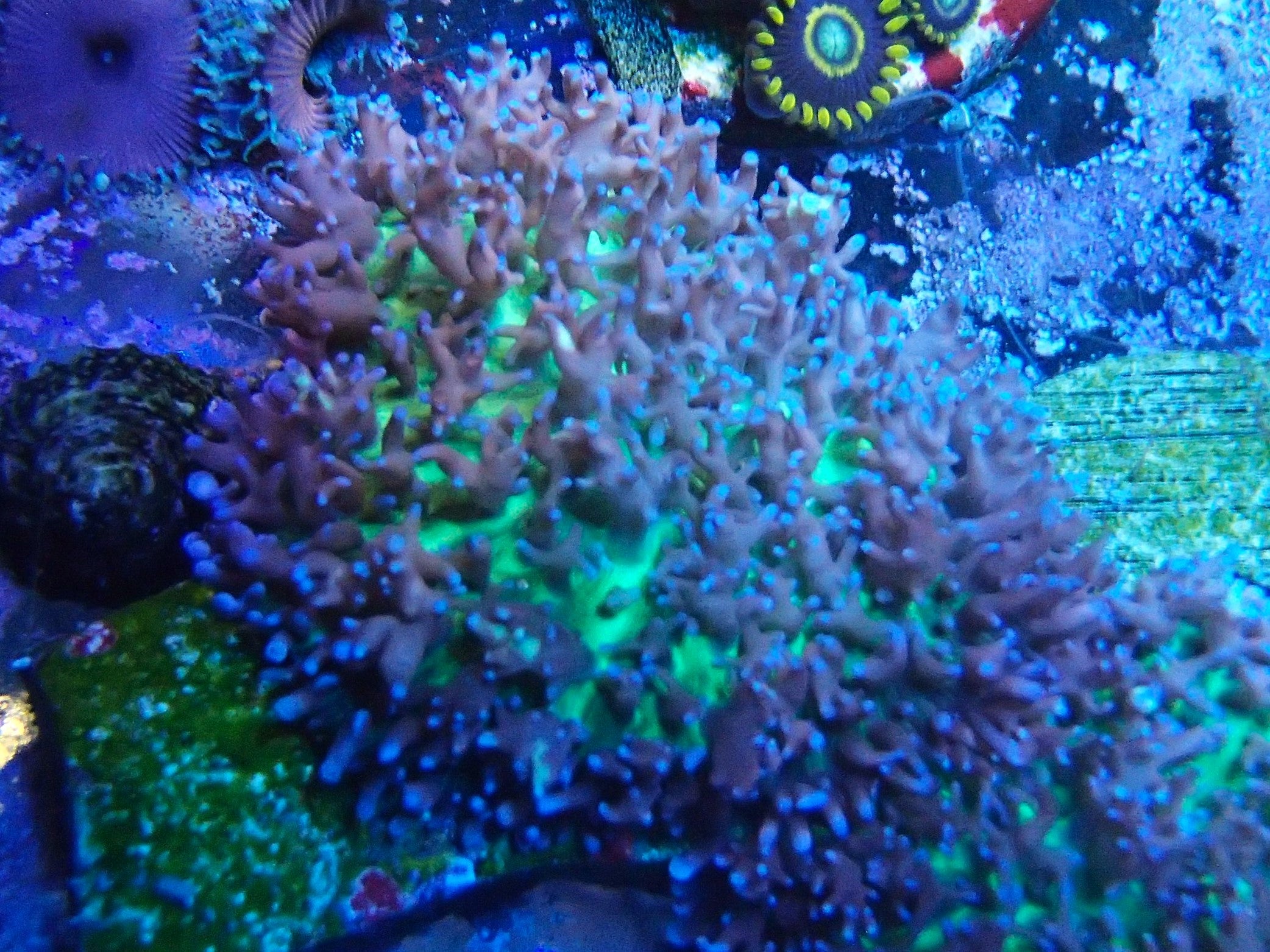 purple green hairy mushroom