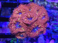 blue raven blastomussa WYSIWYG