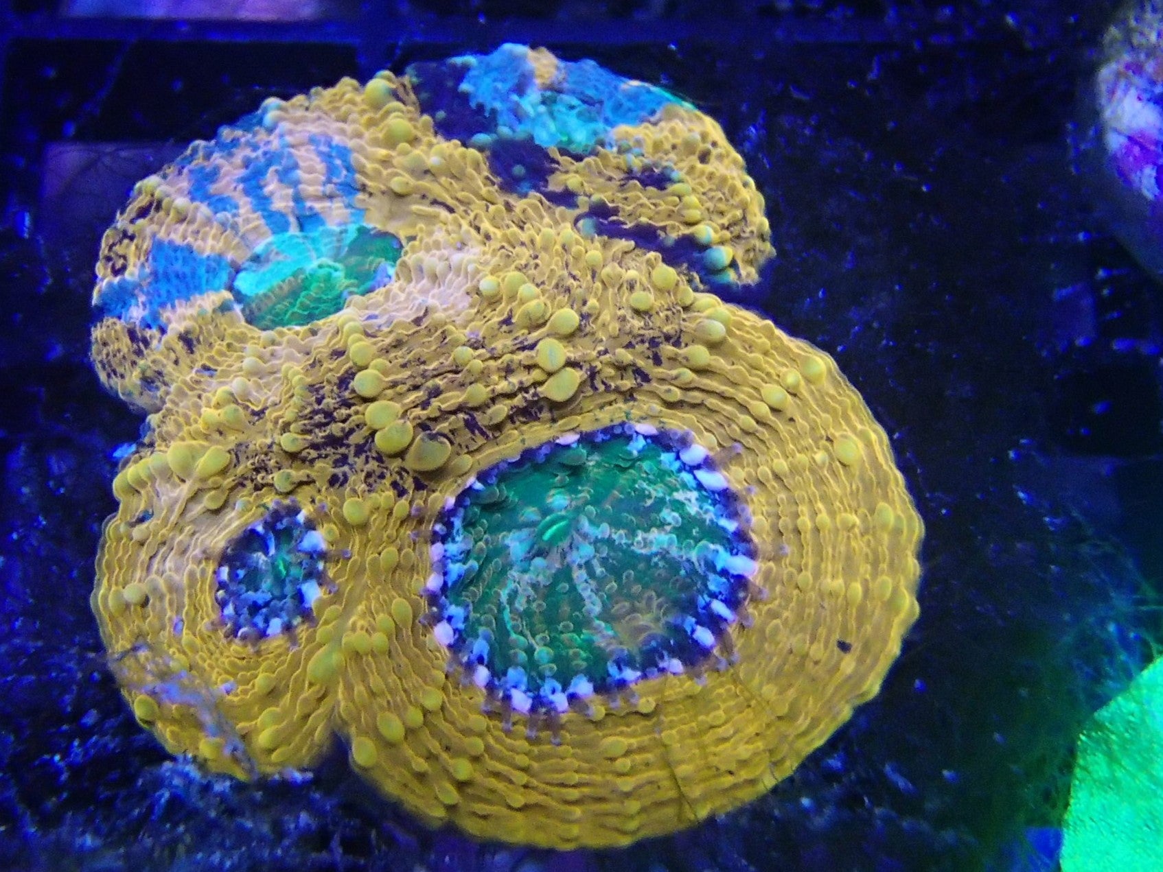 agent orange acan echinata - WYSIWYG