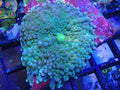 yuma mushroom
