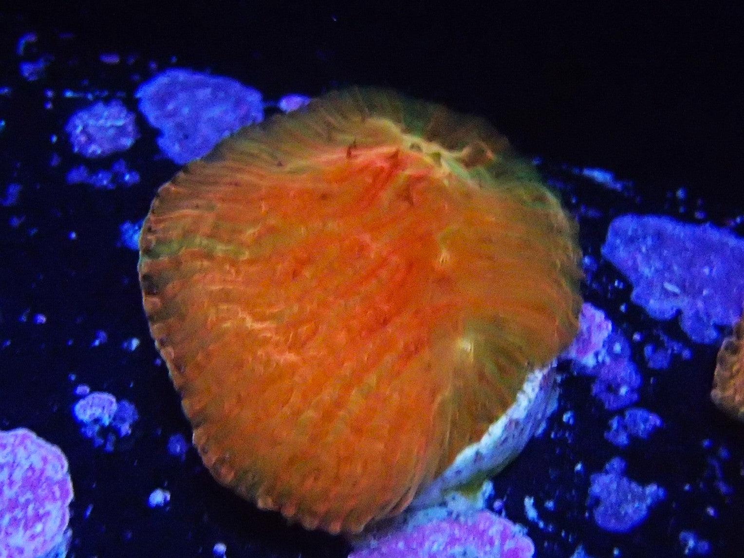 diablo diaseris plate - WYSIWYG