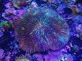 large purple plate 4.5" across