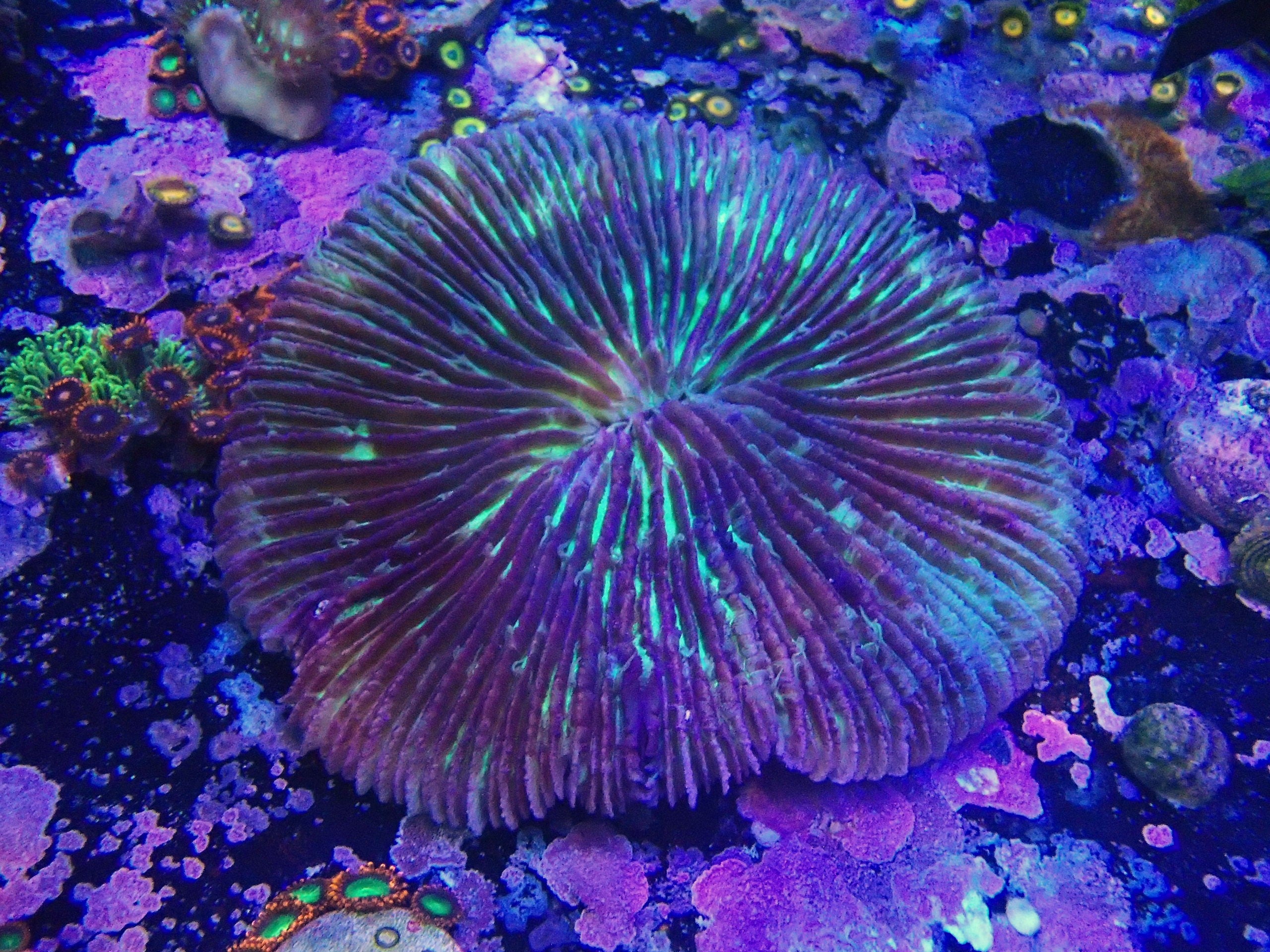 large purple plate 4.5" across