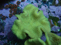 Fiji yellow toadstool
