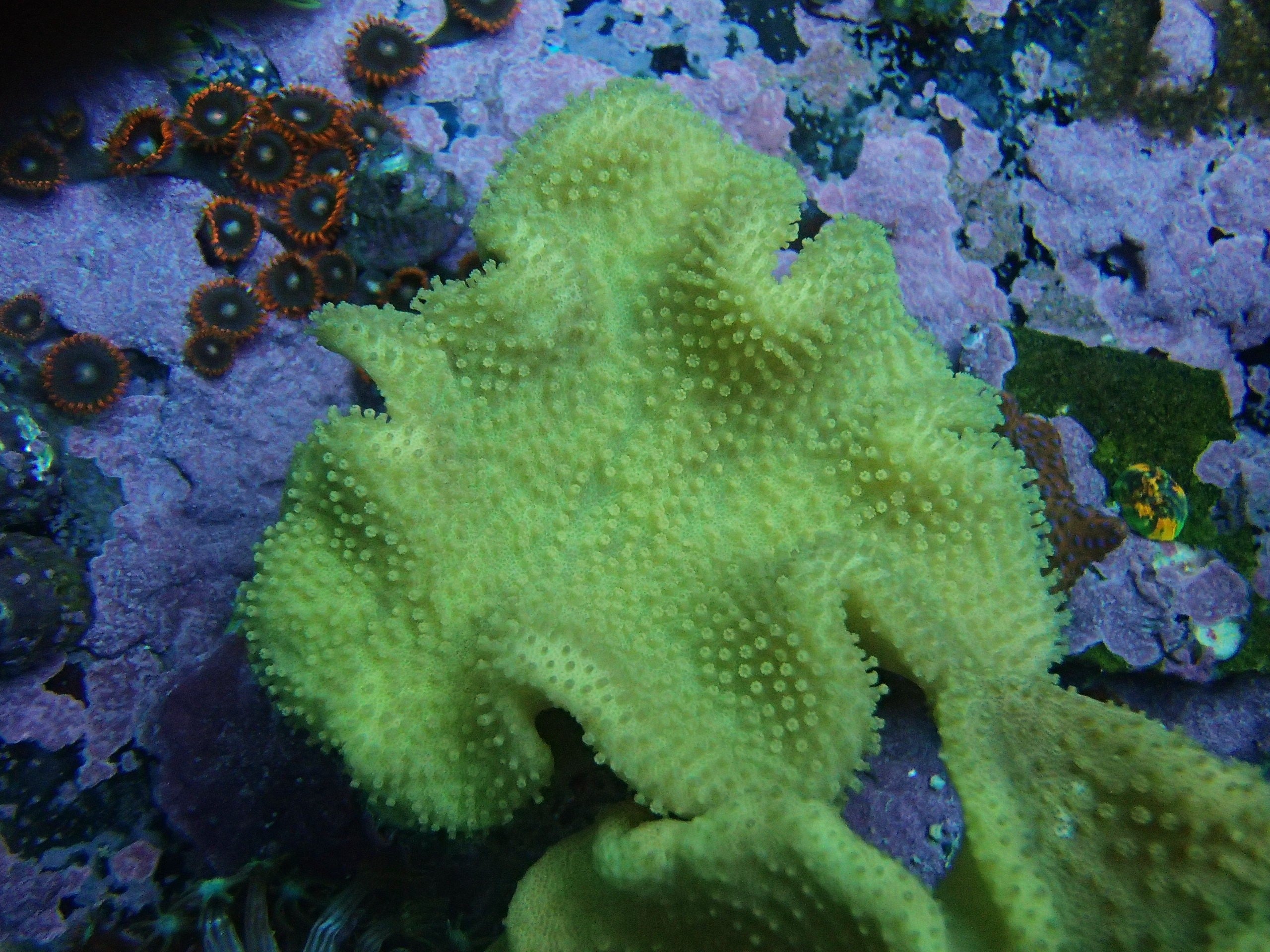Fiji yellow toadstool