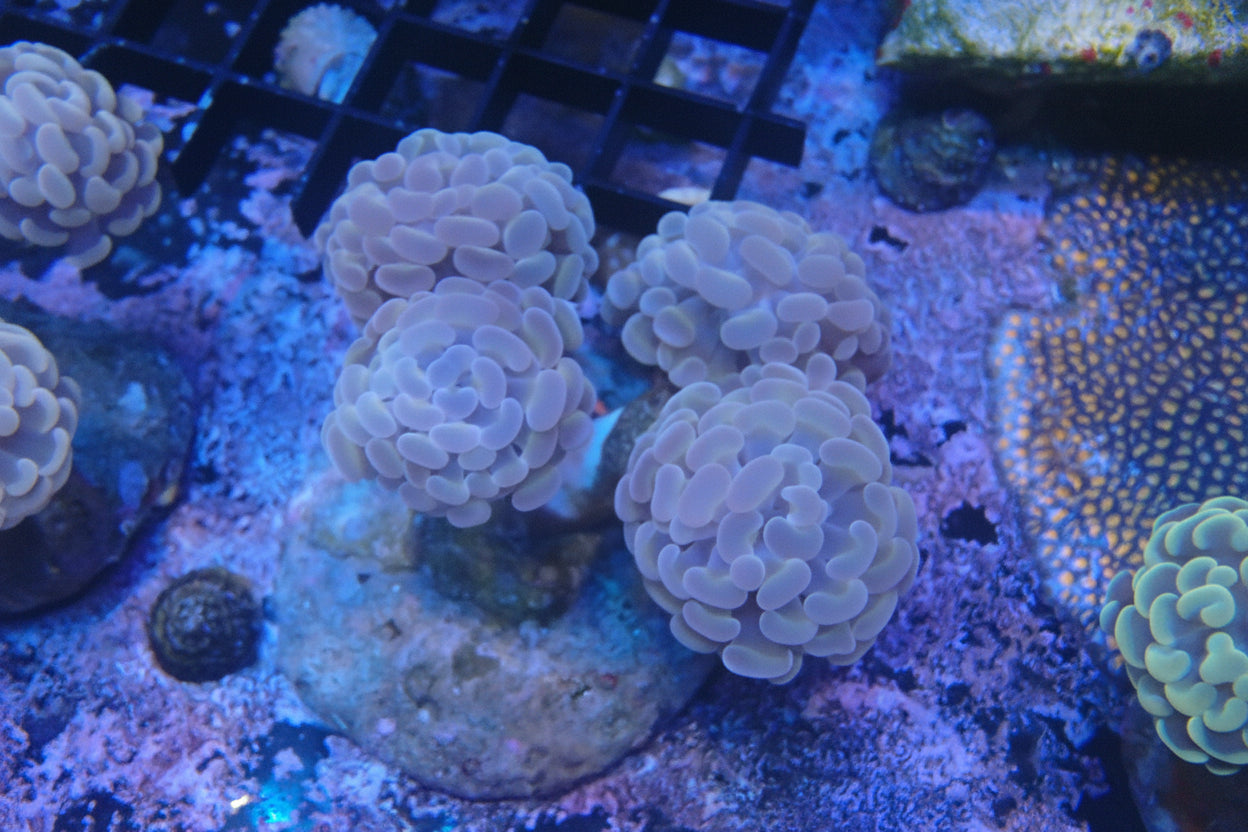 indo branching hammer