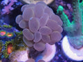 pink branching hammer