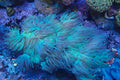 Indo elegance coral