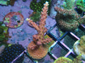 pink cadillac large frag